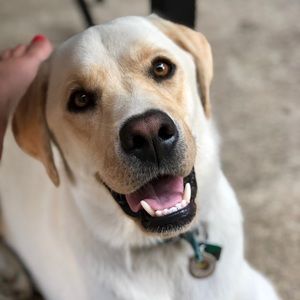 Meet your Posher, Alison